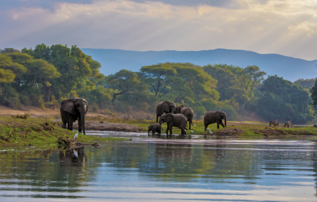 Kasanka National Park