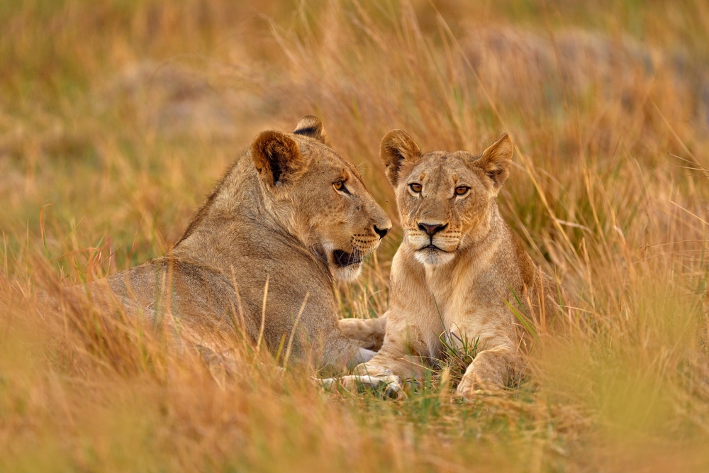 Nyika National Park Zambia