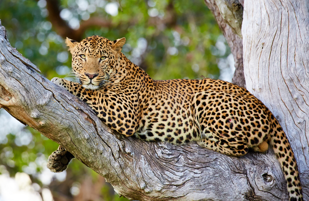 South Luangwa National Park