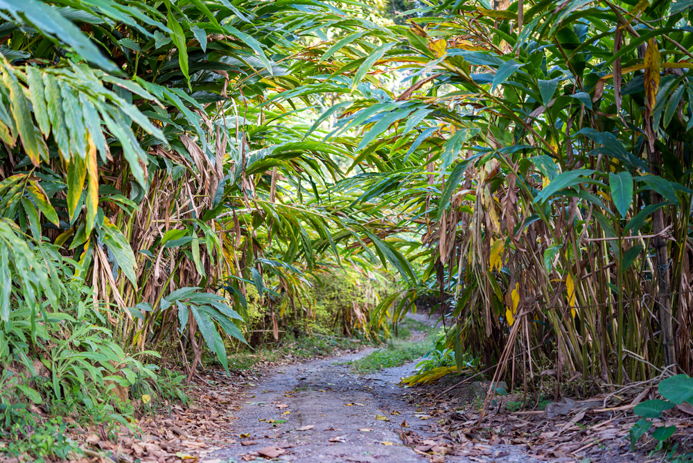 Botum Sakor National Park