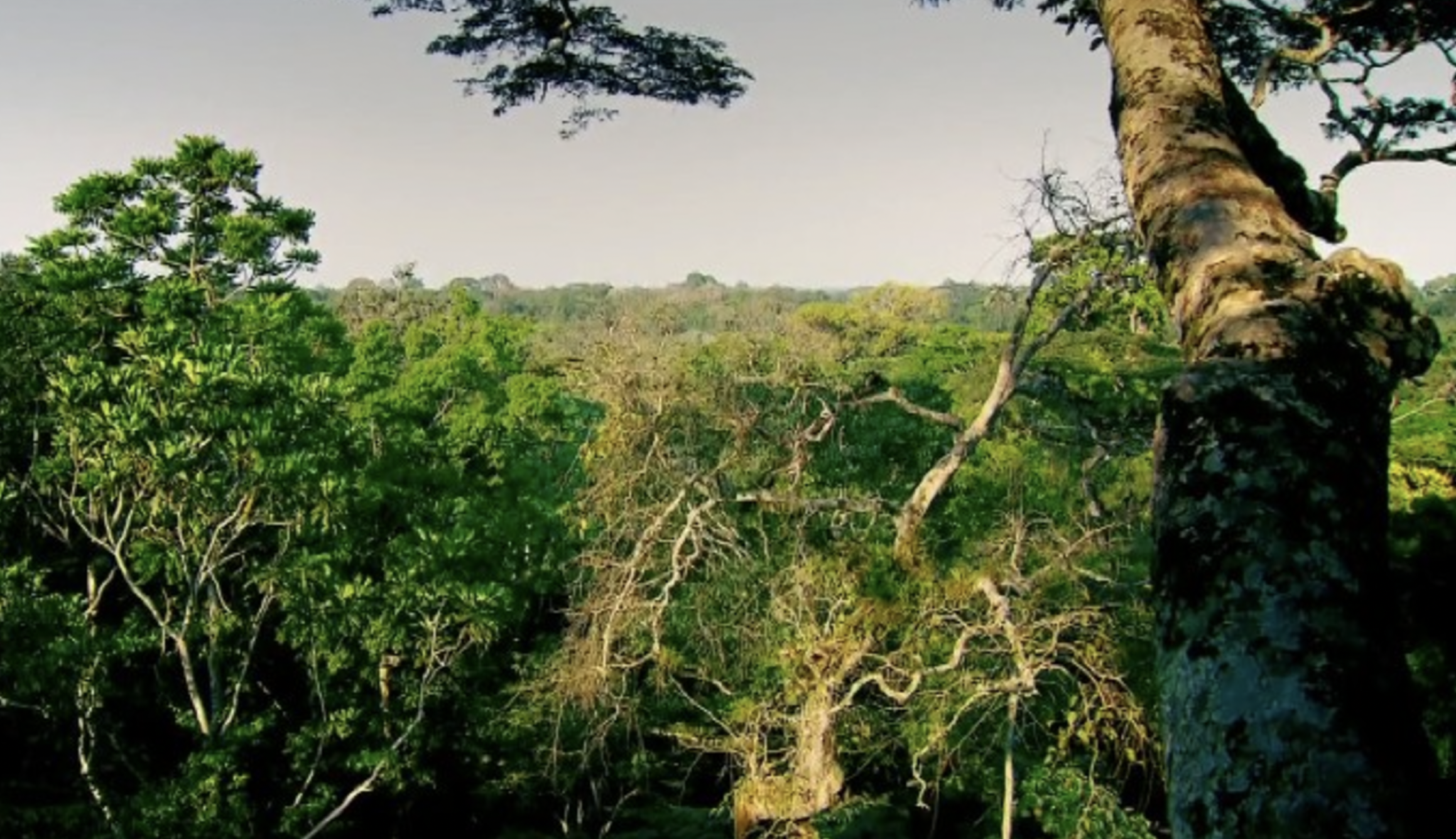 Taï National Park