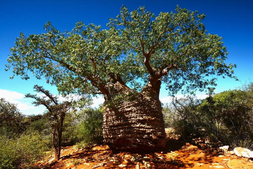 Tsimanampetsotse National Park