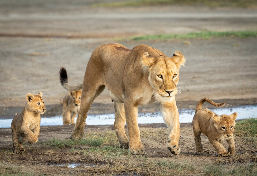 Ugalla River National Park