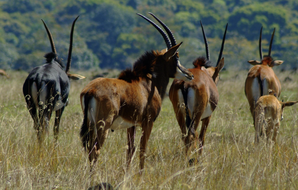 South Luangwa National Park