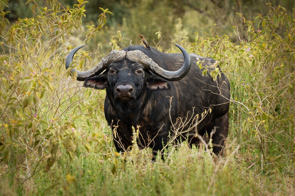 West Lunga National Park
