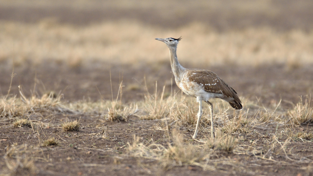 Yangudi Rassa National Park