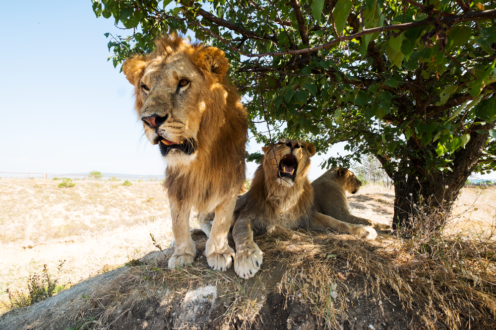 Yankari National Park Nigeria lions