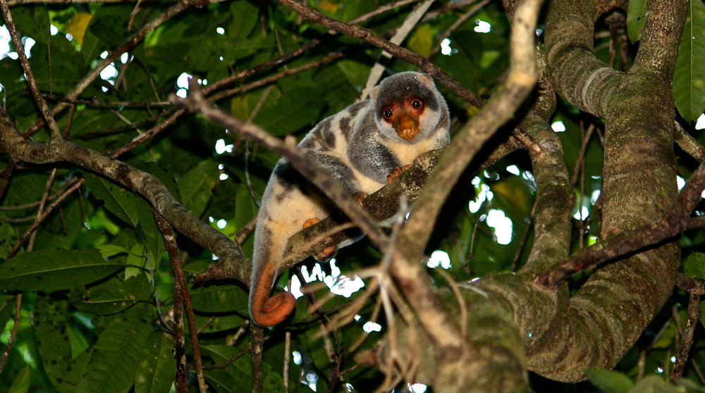 Ujung Kulon National Park