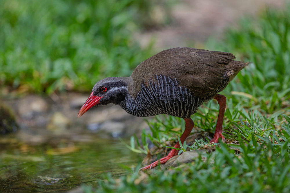 Amami Gunto National Park