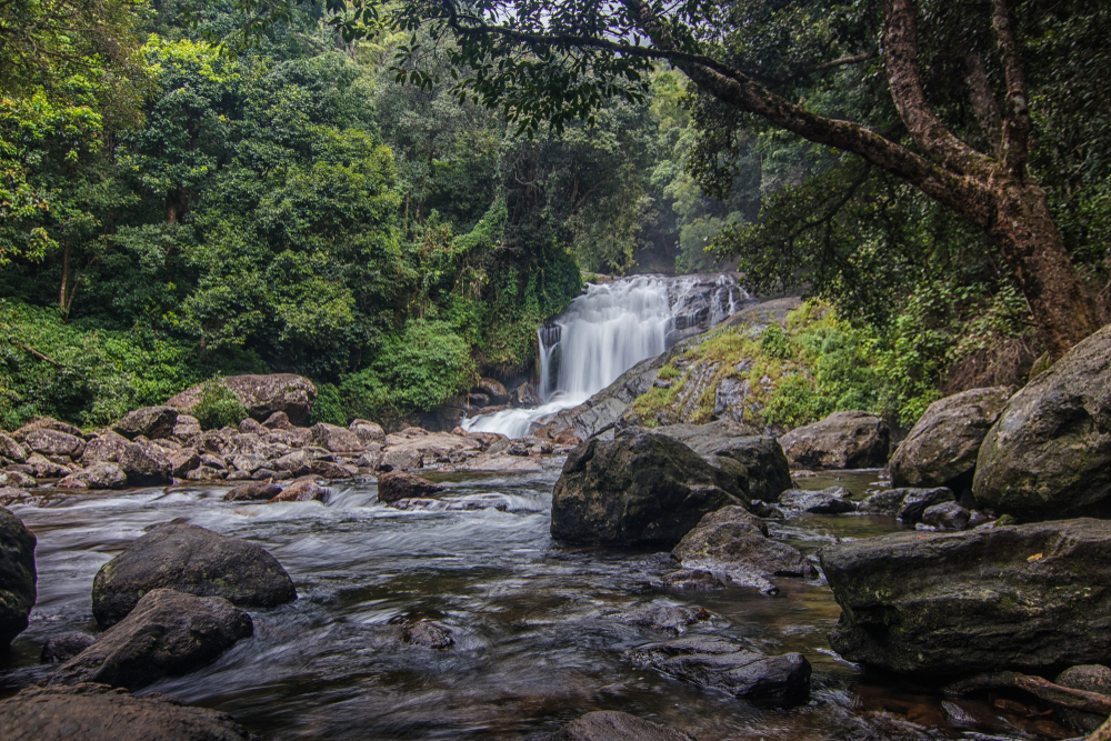 Anamudi Shola National Park