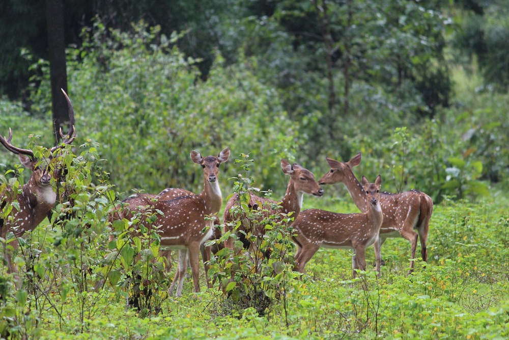 Anshi National Park