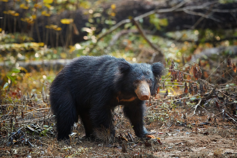 Banke National Park