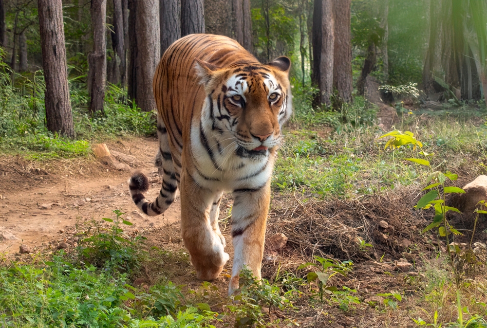 Bannerghatta National Park