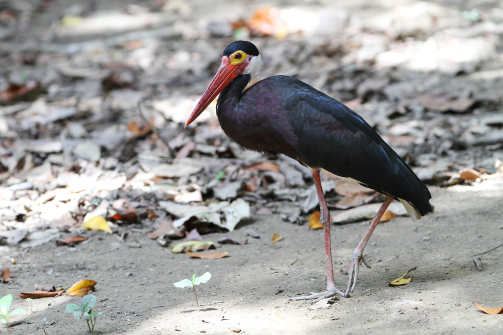 Batang Gadis National Park