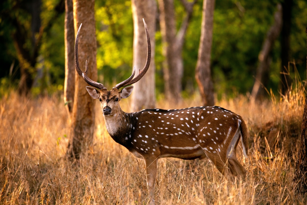 Betla National Park