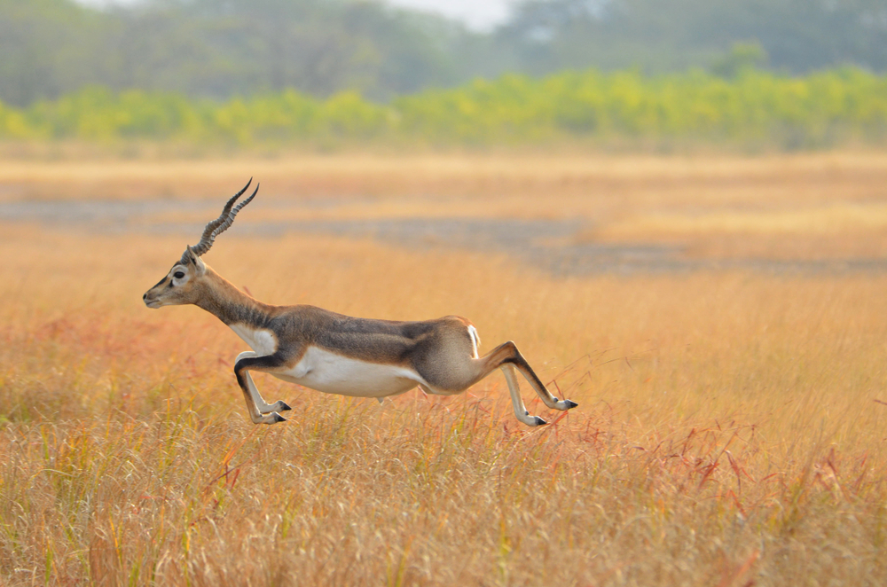 Blackbuck National Park