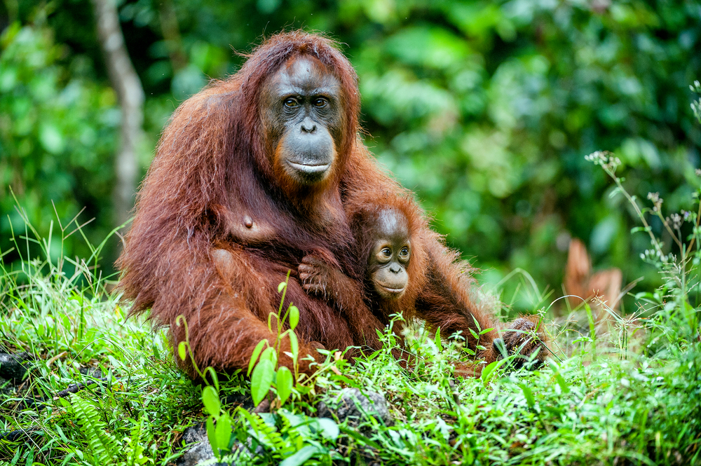 Ujung Kulon National Park