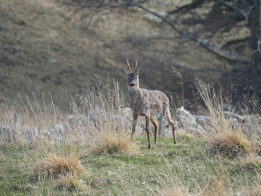 Bosland National Park
