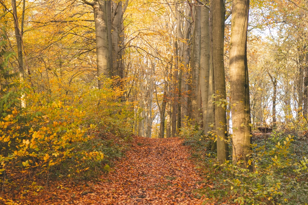 Brabantse Wouden National Park