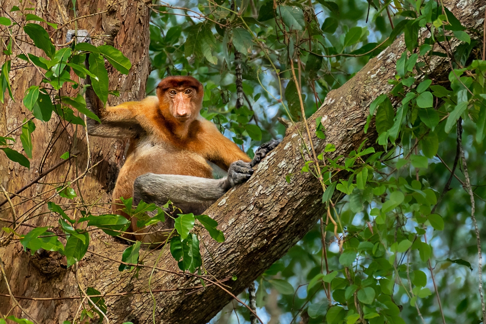 Gunung Buda National Park