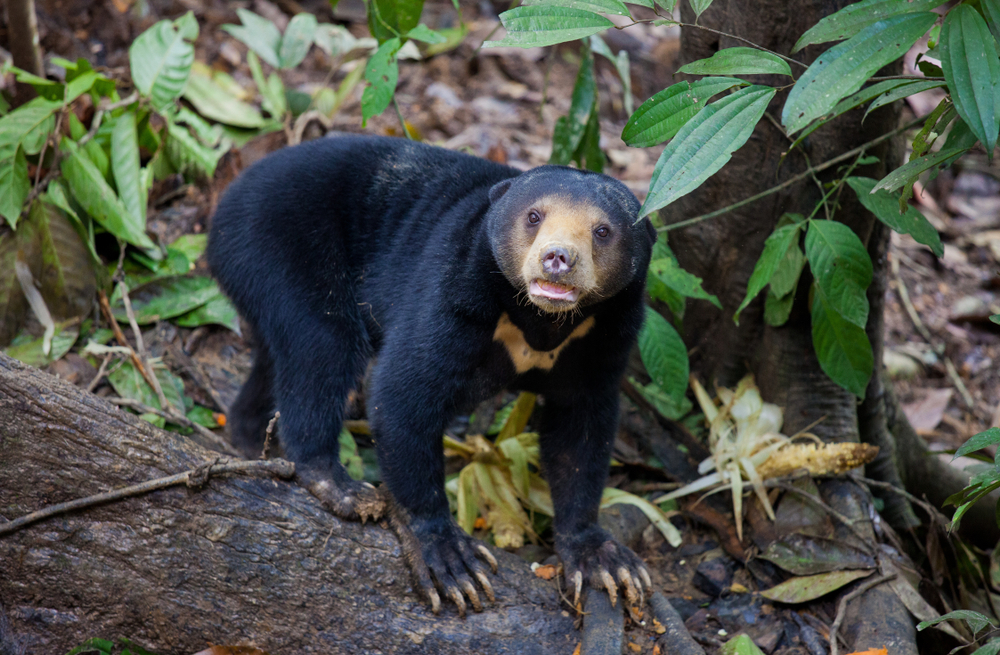 Bukit Baka Bukit Raya National Park