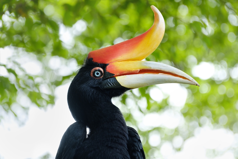 Lambir Hills National Park