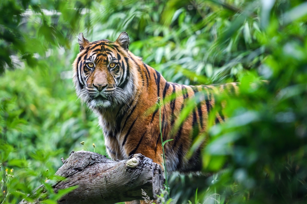 Ujung Kulon National Park