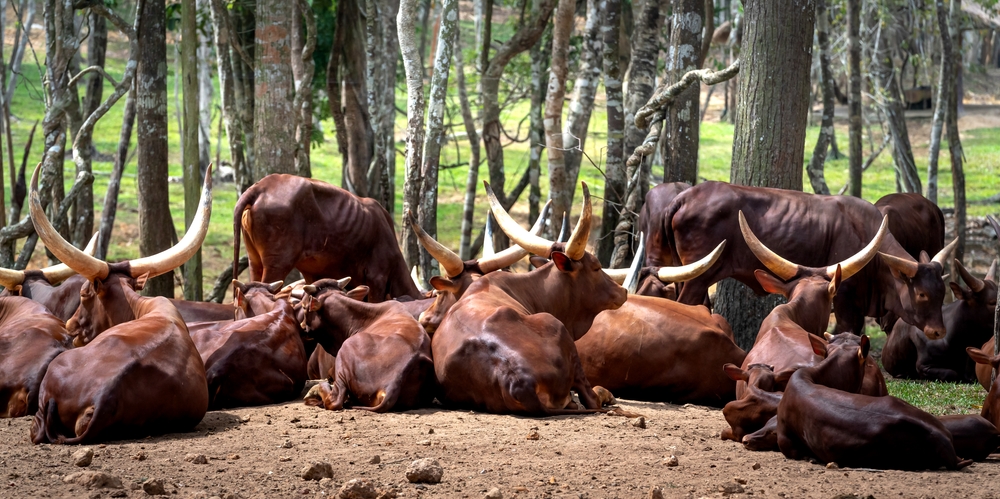 Tam Dao National Park