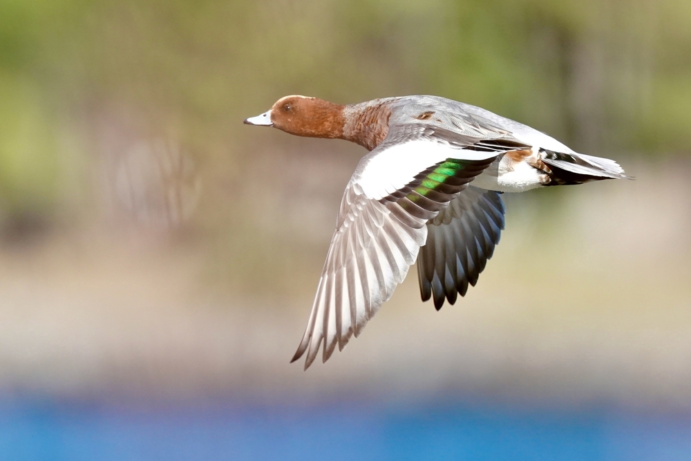 Chundikkulam National Park