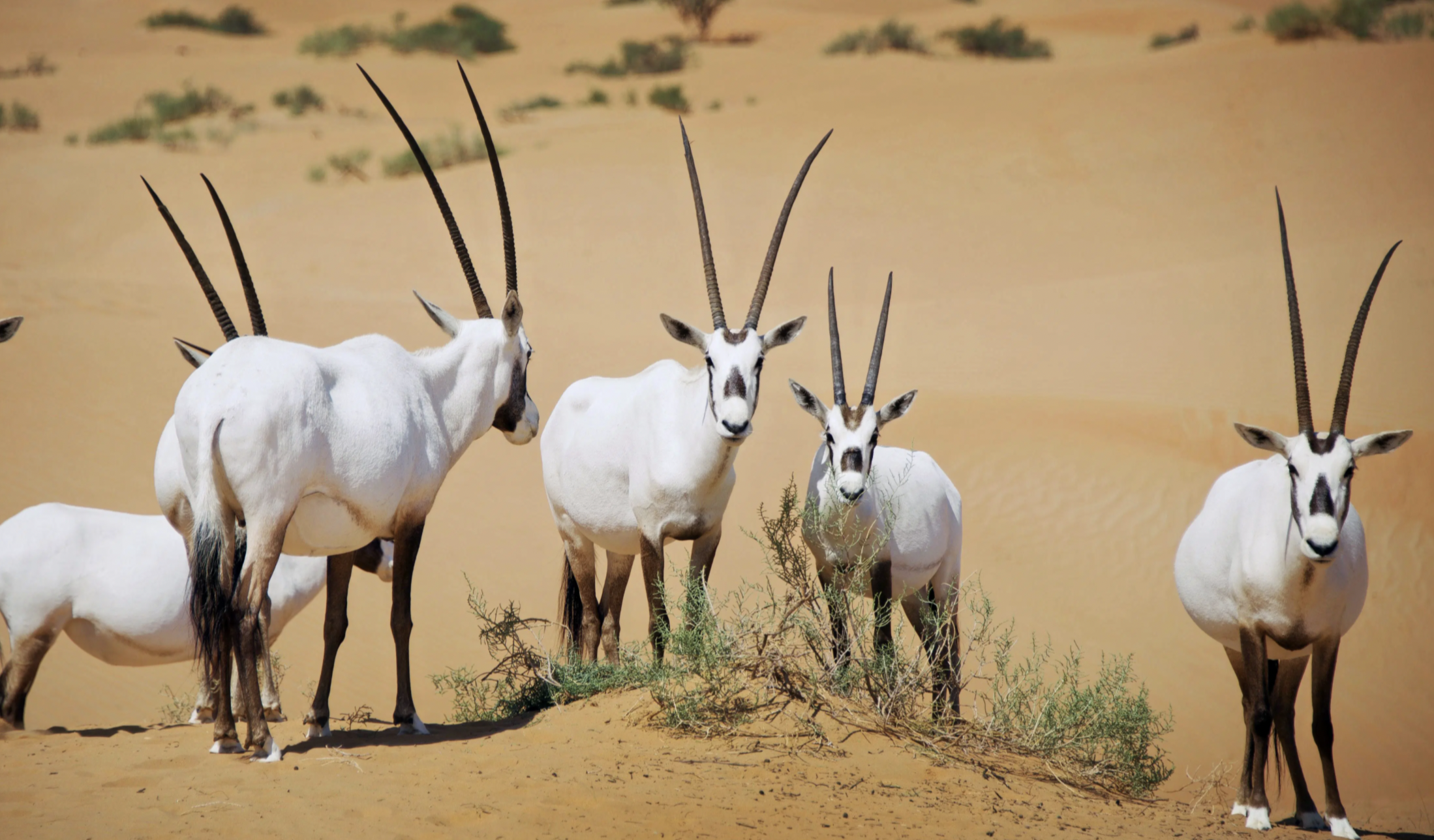 Desert National Park