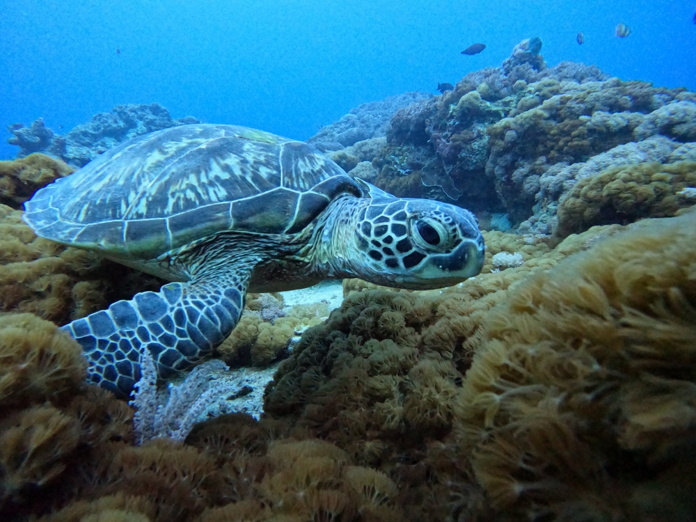 Dongsha Atoll National Park