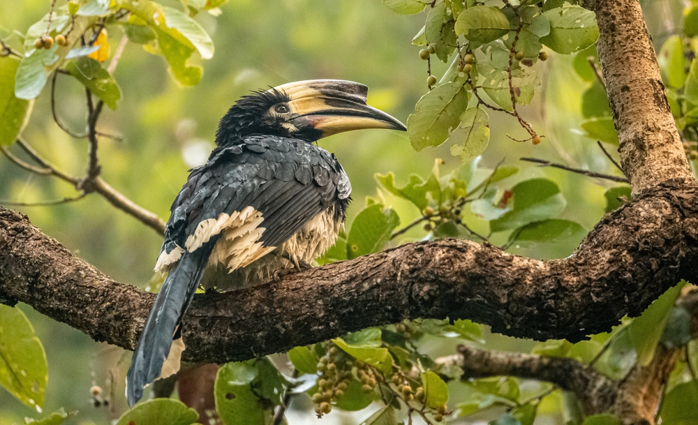 Dudhwa National Park