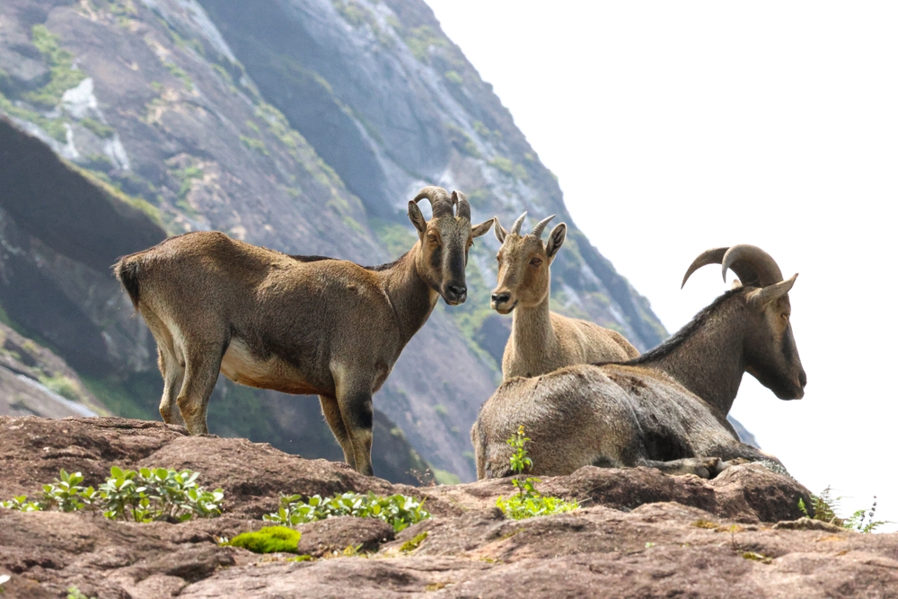 Eravikulam National Park