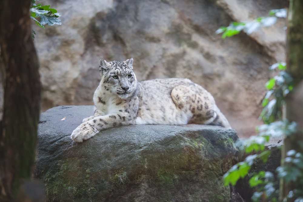 Hemis National Park