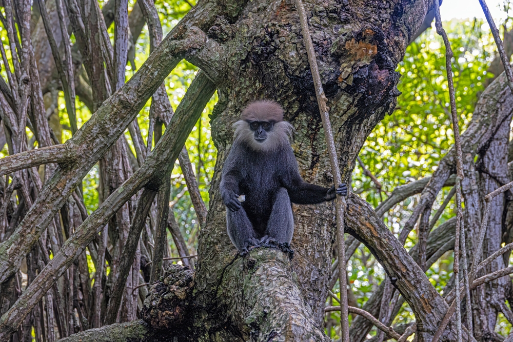 Lahugala Kitulana National Park