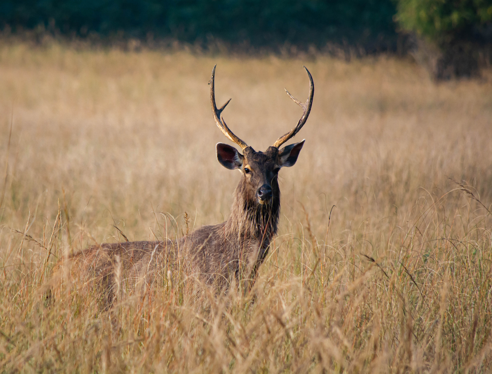 Lahugala Kitulana National Park