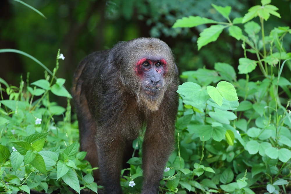 Alaungdaw Kathapa National Park