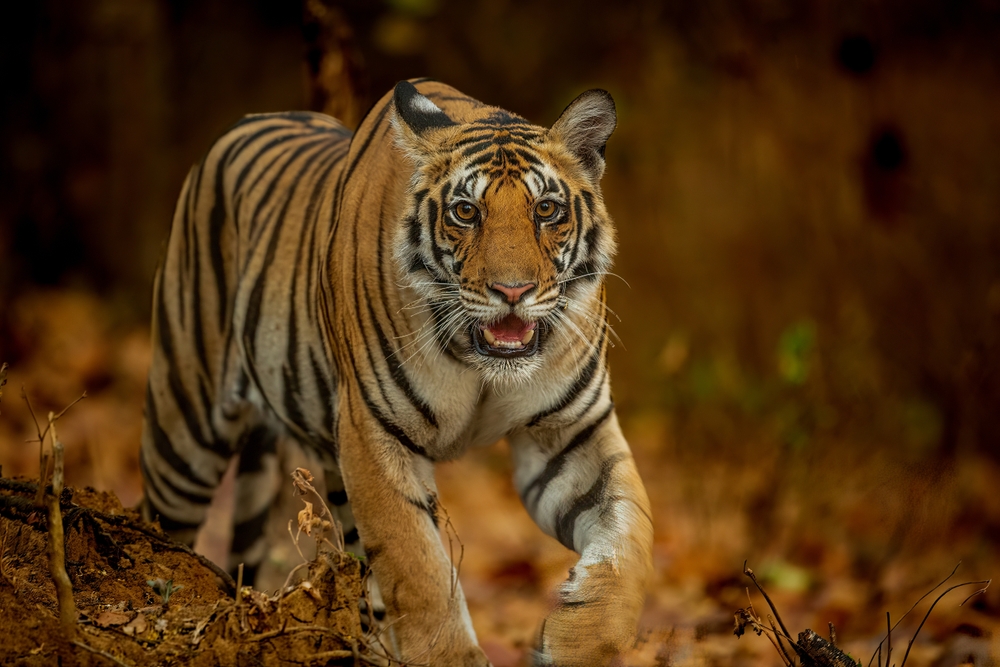 Kanha National Park