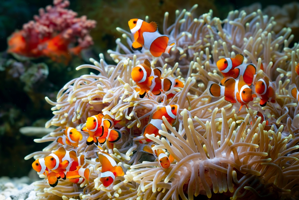 Ujung Kulon National Park