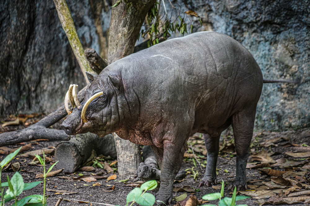 Gunung Leuser National Park