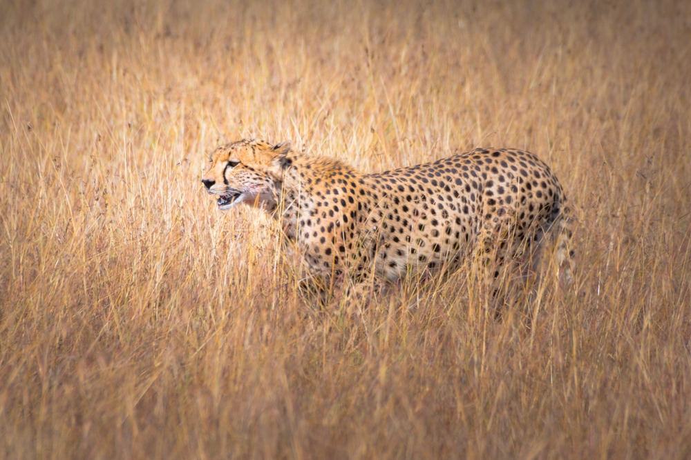 Lar National Park