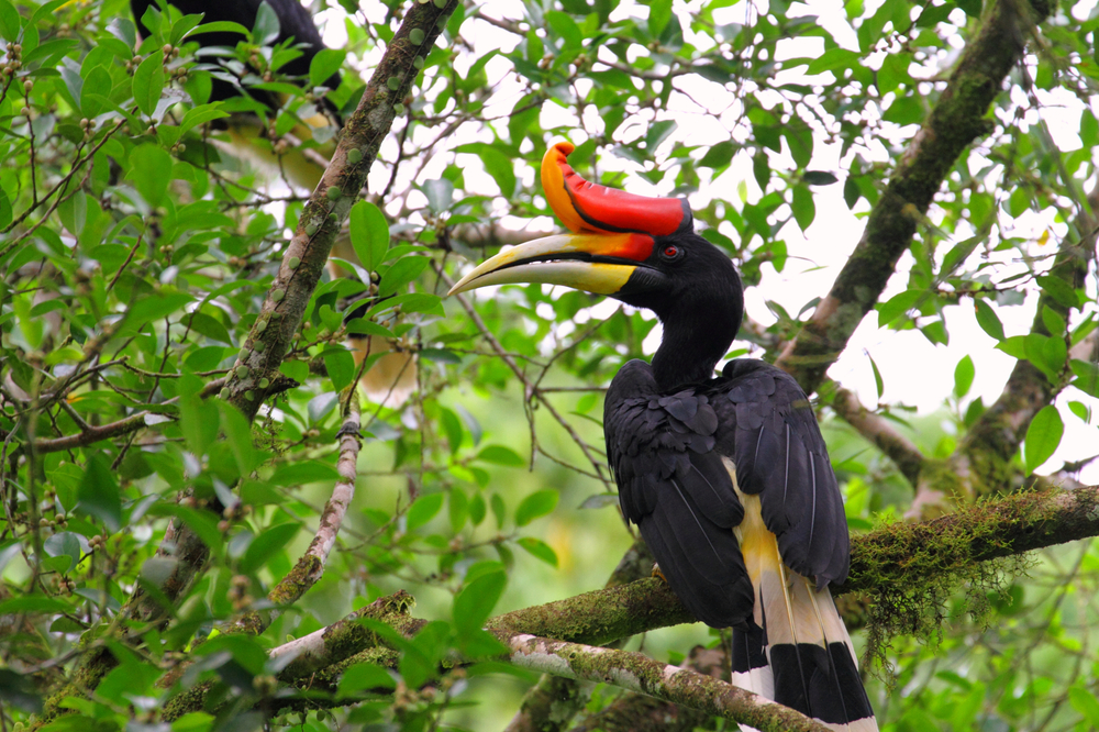 Gunung Leuser National Park