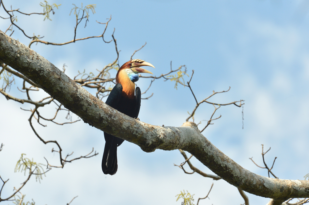 Gunung Leuser National Park