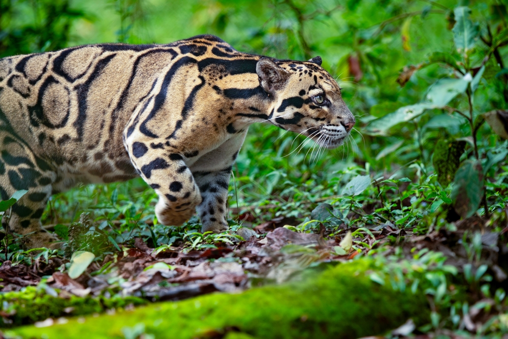 Maludam National Park