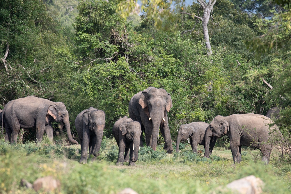 Madhu Road National Park