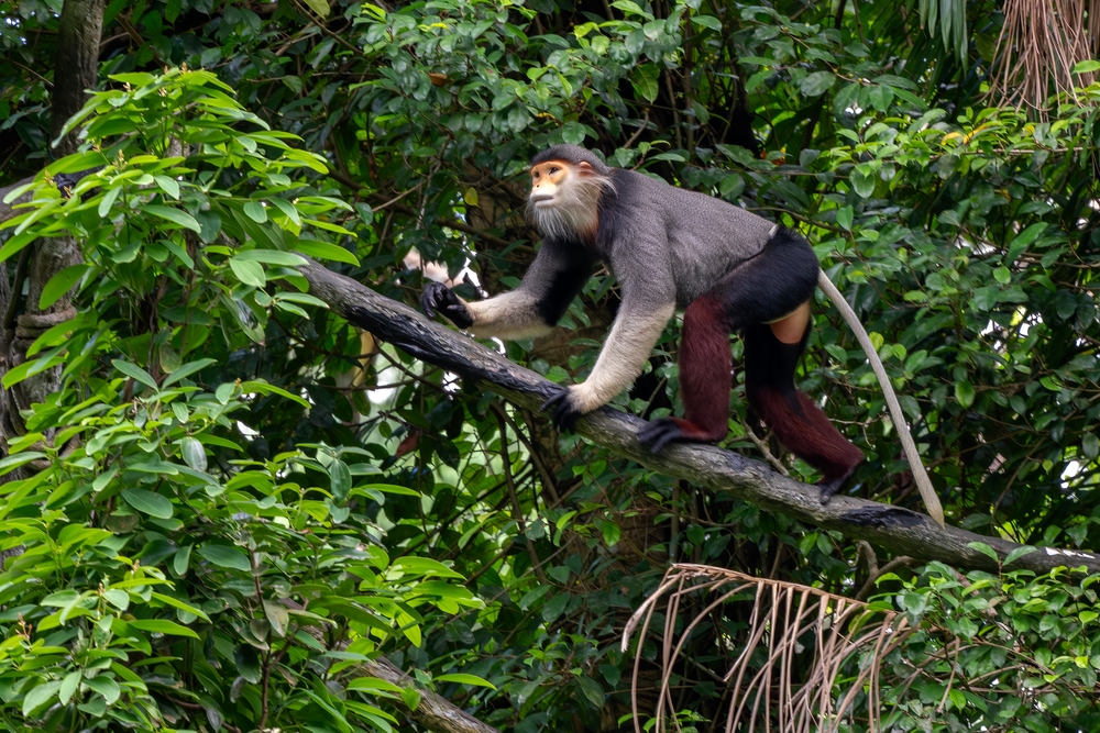 Maludam National Park