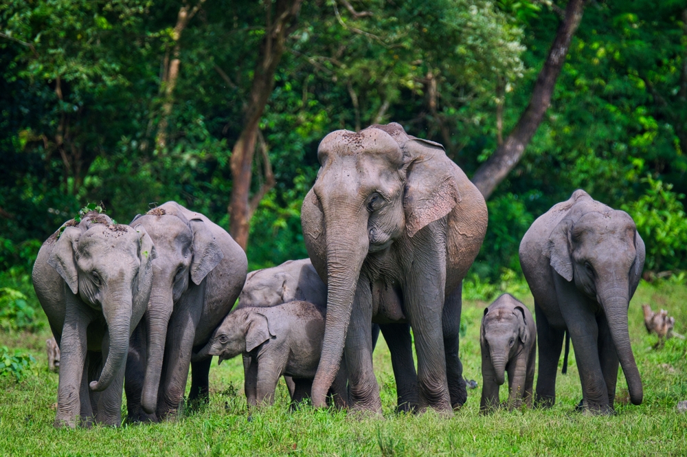 Manas National Park