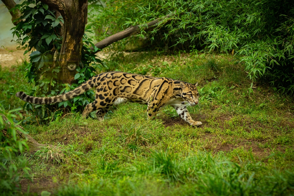 Tanjung Puting National Park