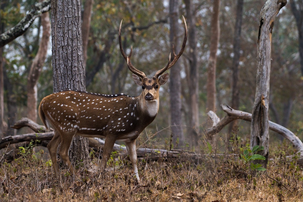 Mudumalai National Park