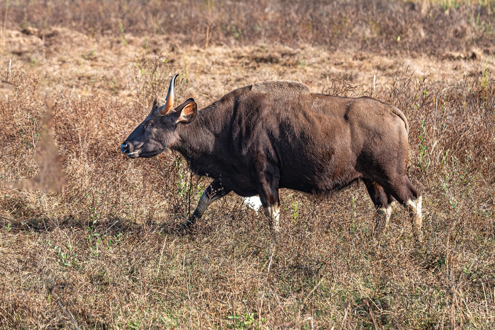 Alaungdaw Kathapa National Park